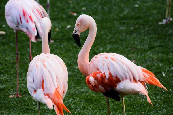 ピンクの動物鳥の写真 Wild Flamingo — ストック写真