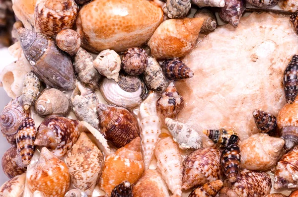 彩色圆形海贝壳的结构背景 — 图库照片