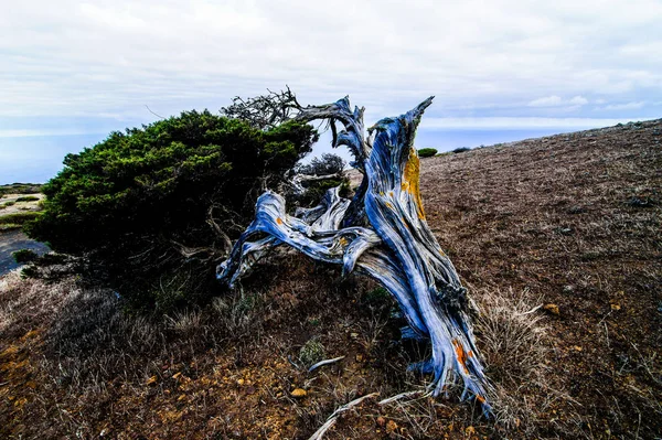 Gnarled Genévrier Façonné Par Vent Sabinar Île Hierro — Photo