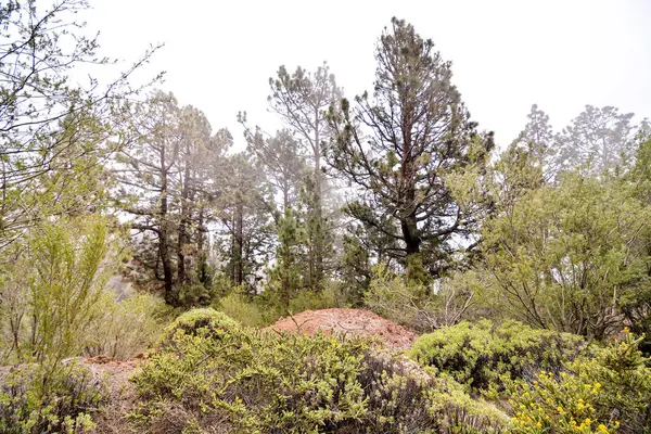 Hermosos Pinos Verdes Las Montañas Del Teide Tenerife Islas Canarias — Foto de Stock