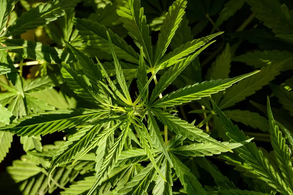 Foto Van Jonge Groene Cannabis Marijuana Bladplant Detail — Stockfoto