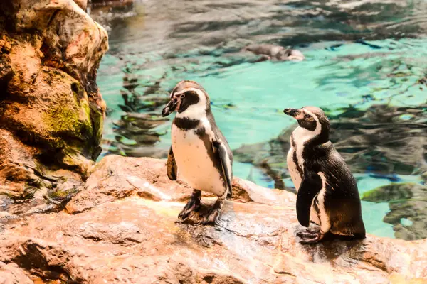 Imagem Pássaro Animal Pinguim Selvagem — Fotografia de Stock