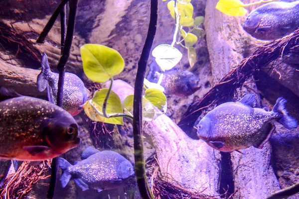 Foto Imagen Acuario Lleno Hermosos Peces Tropicales — Foto de Stock