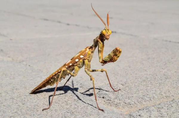 Insecto Inteligente Adulto Color Marrón Mantis Religiosa —  Fotos de Stock