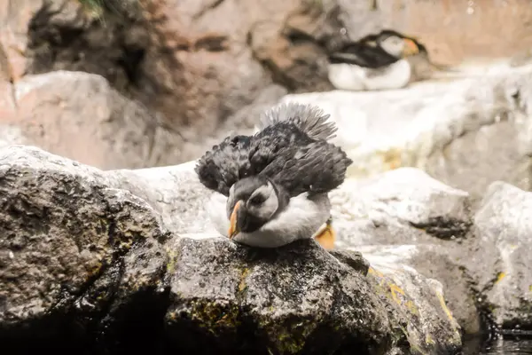Vahşi Penguen Hayvan Kuş Oynama Fotoğrafı — Stok fotoğraf