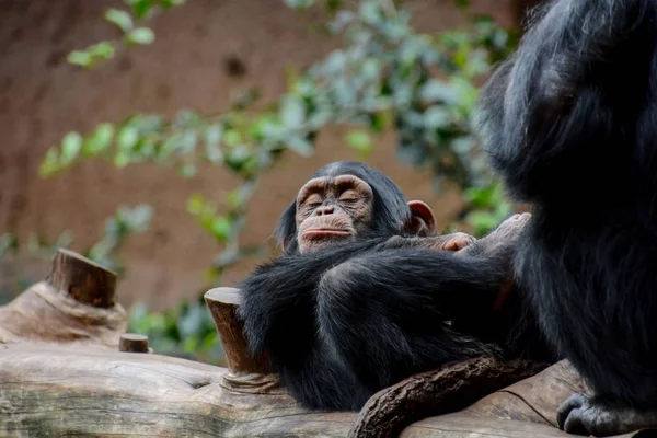 Wilde Zwarte Chimpansee Zoogdier Aap Aap Dier — Stockfoto