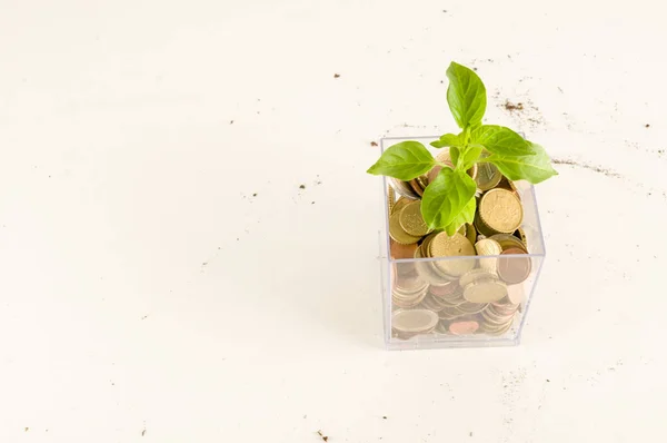 貯蓄コイン投資と金利概念で成長する植物 — ストック写真