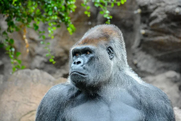 Obrázek Silné Dospělé Černé Gorily — Stock fotografie