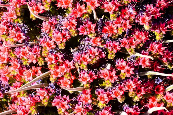 Exemplare Der Endemischen Roten Teneriffa Bugloss Teide Nationalpark Kanarische Inseln — Stockfoto