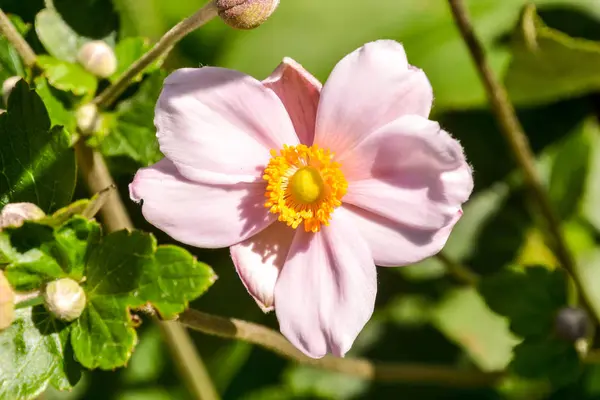 Photo Picture Beautiful Blooming Flower Background — Stock Photo, Image