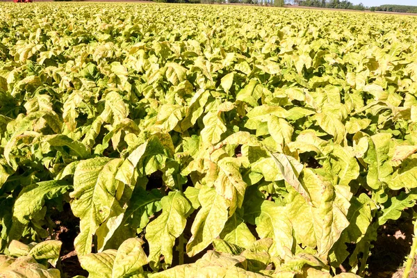 Zdjęcie Big Beautiful Tobacco Field — Zdjęcie stockowe