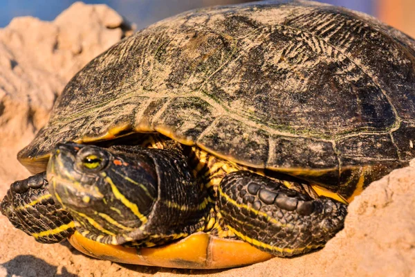 Photo Picture Red Eared Terrapin Trachemys Scripta Elegans Tortoise — Stock Photo, Image