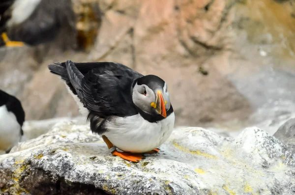 Schwarz Weiß Gefärbter Pinguin Einem Kalten Ort — Stockfoto