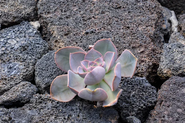 美丽花朵背景的照片 — 图库照片