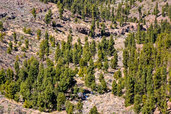 Bosque verde pino — Foto de Stock