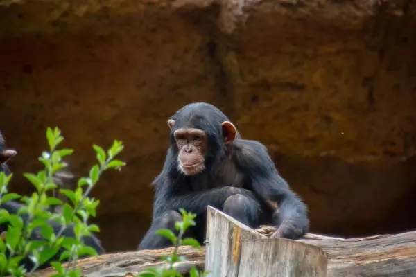 Wilde Zwarte Chimpansee Zoogdier Aap Aap Dier — Stockfoto