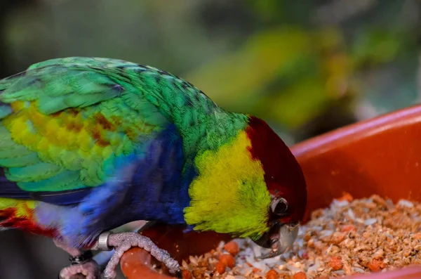 Parrot Tropical Bird Colroed Father — Stock Photo, Image