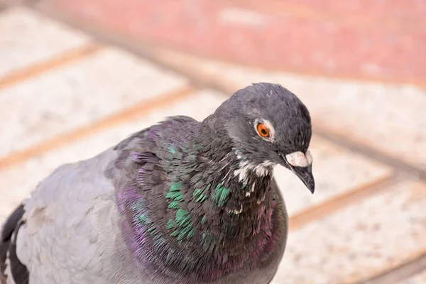 Foto Foto Van Een Wilde Vogel Dier Duif — Stockfoto