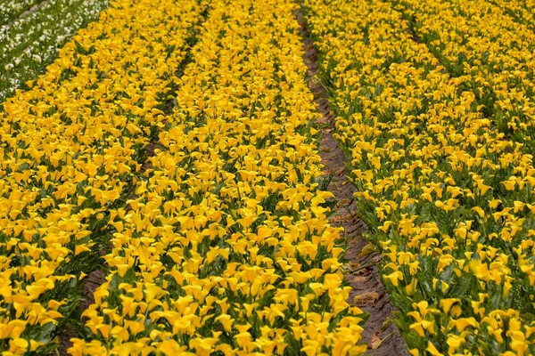 Photo Picture Calla Flower Colored Garden Field Cultivation — Stock Photo, Image