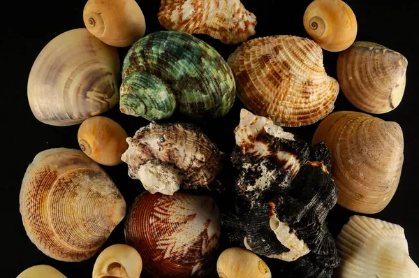 Seashell background texture — Stock Photo, Image