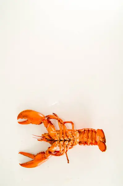 Délicieux homard fraîchement cuit à la vapeur — Photo