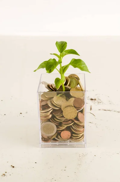 Planten groeien in besparingen Munten — Stockfoto