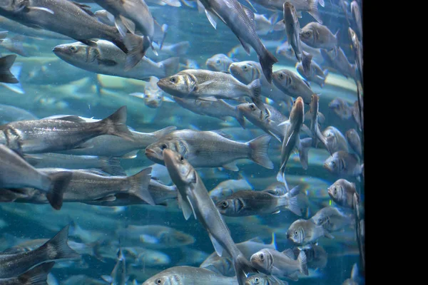 Escuela de Peces Gris Plata —  Fotos de Stock