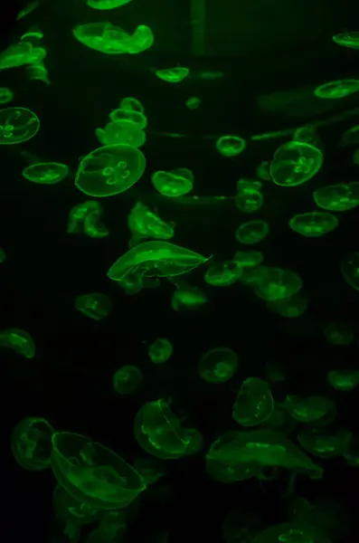 Małych meduz — Zdjęcie stockowe