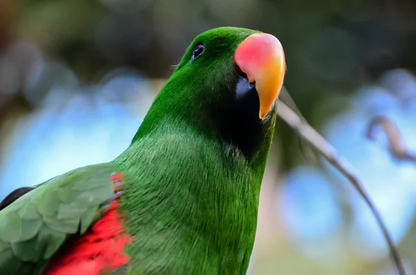 Papagei tropischer Vogel — Stockfoto