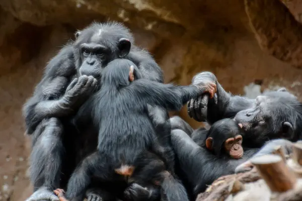 Wilder Schwarzer Schimpanse Säugetier Affe Affe Tier — Stockfoto