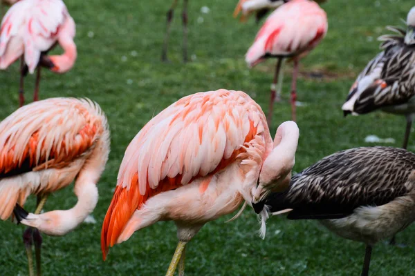 Foto Bild Von Rosa Tier Vogel Wilder Flamingo — Stockfoto