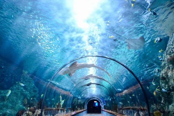 Foto Van Een Acquarium Vol Met Mooie Tropische Vissen — Stockfoto