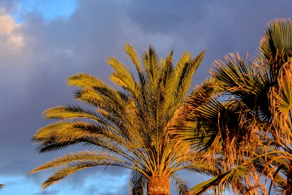 Pohon Canarian Tapak Hijau Latar Belakang Langit Biru — Stok Foto