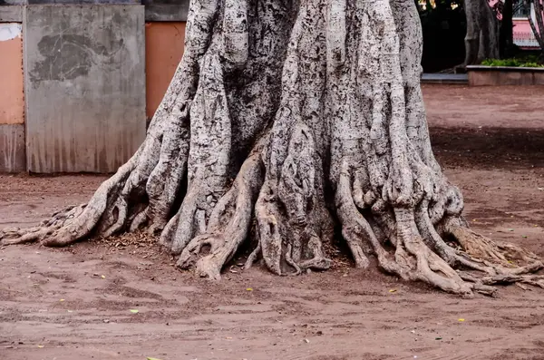 Root Tree Ground — Stock Photo, Image