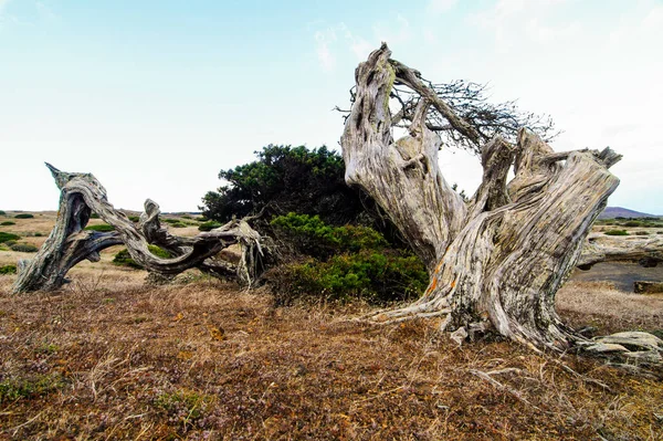 Gnarled Juniper Tree Shaped Wind Sabinar Island Hierro — Stock Photo, Image