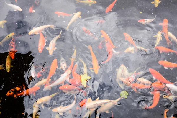 Foto Bild Von Karpfen Fisch Textur Hintergrundmuster — Stockfoto