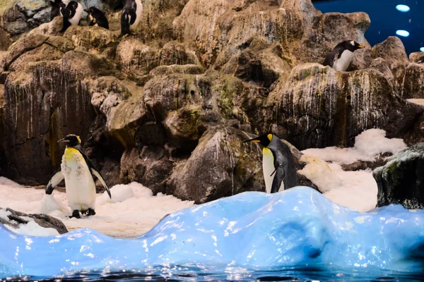 Immagine Animali Selvatici Pinguino Che Giocano — Foto Stock