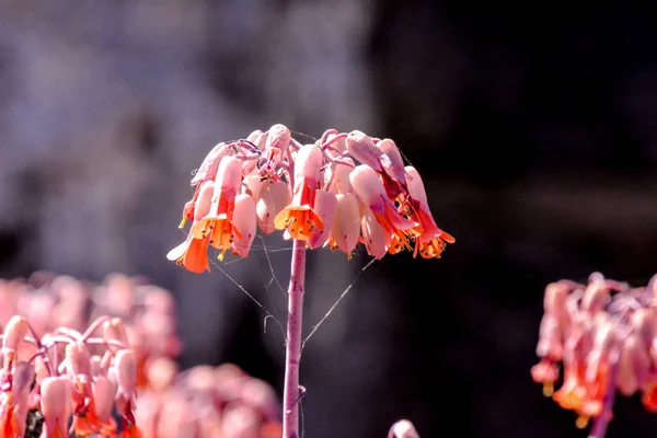 Zdjęcie Pięknym Kwitnącym Tle Kwiatu — Zdjęcie stockowe