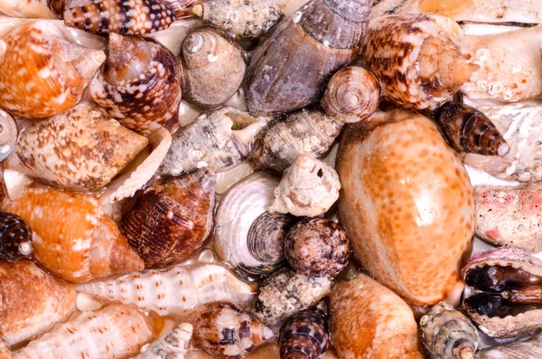 色丸貝殻の背景 — ストック写真