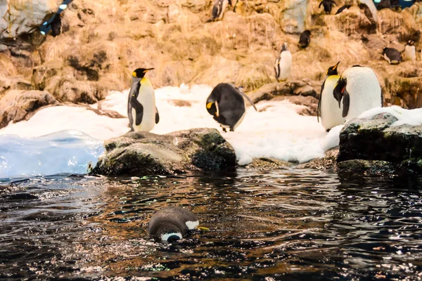 Image Oiseau Pingouin Sauvage Jouant — Photo