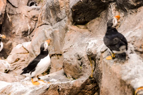 Immagine Animali Selvatici Pinguino Che Giocano — Foto Stock