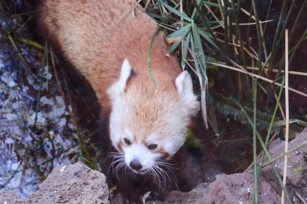 Foto Foto Panda Rojo Pequeño Firefox Mamífero Animal —  Fotos de Stock