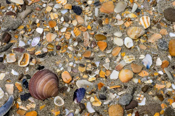 Foto Foto Textuur Zee Schelpen Rotsen Zand Achtergrond — Stockfoto