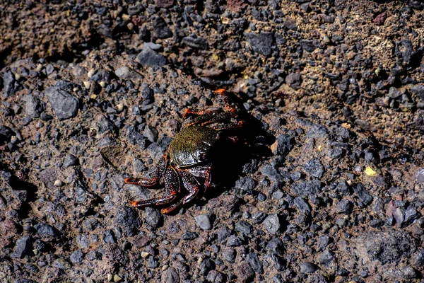 Foto Animale Marino Granchio Rosso — Foto Stock