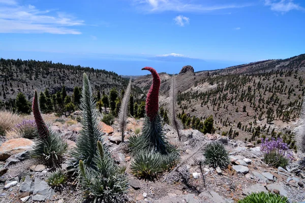 Red tajinaste flowers on the El Teide Volcano TenerifeCanary Islands Spain