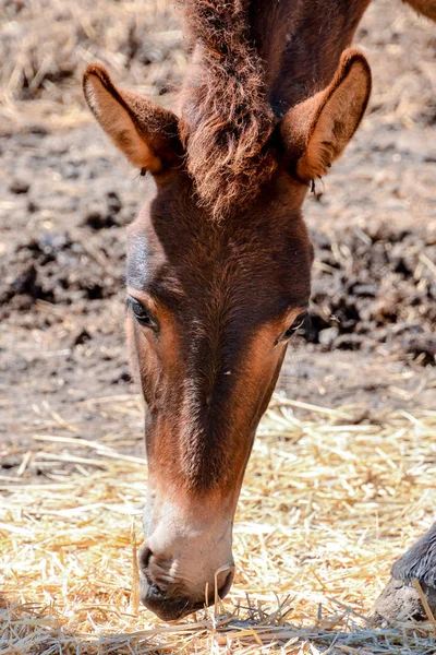 Photo Picture Beautiful Horse Farm — Stock Photo, Image