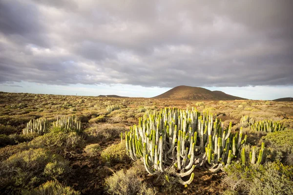 Tenerife Kanarya Adası Nda Sakin Kaktüs Çöl Günbatımı — Stok fotoğraf