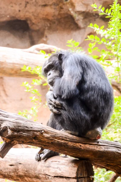 Zdjęcie Czarny Szympans Małpa Ssak Zwierzę — Zdjęcie stockowe