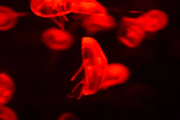 Photo Picture Some Jellyfish Dangerous Poisonous Medusa — Stock Photo, Image