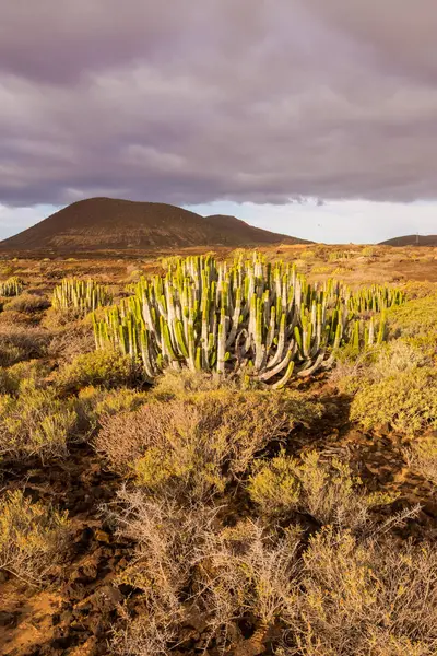 Calma Cactus Desierto Atardecer Tenerife Islas Canarias — Foto de Stock